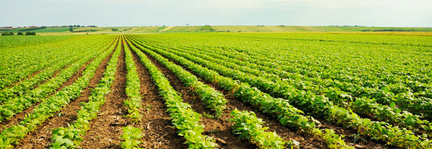 Bean field with great drainage - DeKam Construction